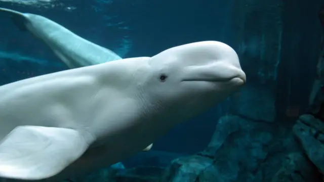 Ballena beluga