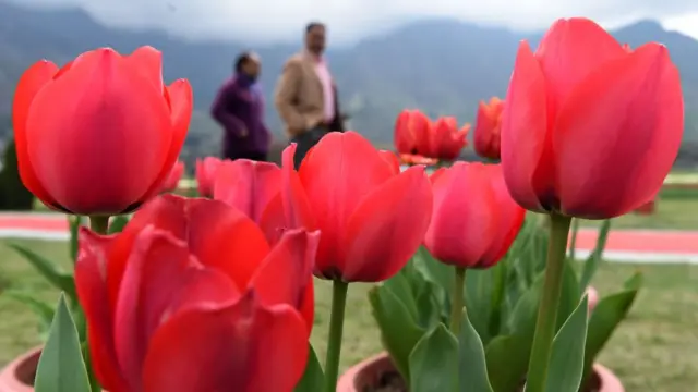 नरगिस के फूल