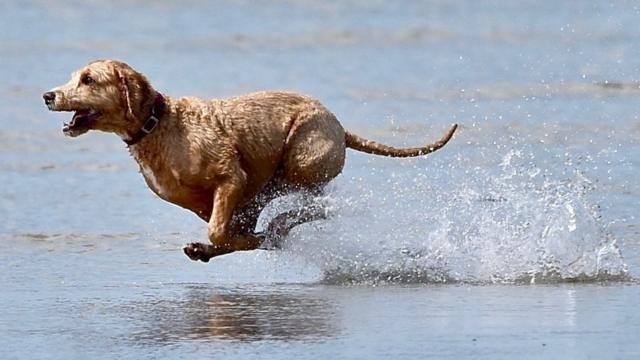 Perro corriendo en playa