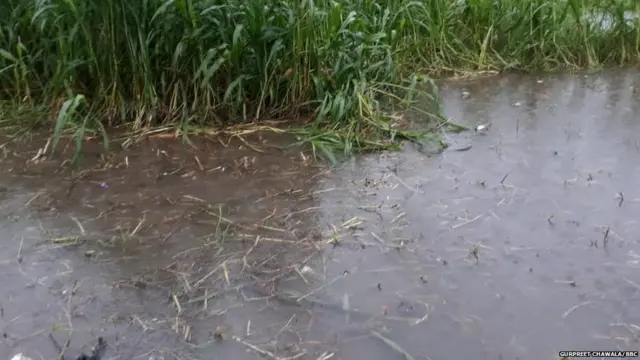 ਮੀਂਹ ਕਰਕੇ ਨੁਕਸਾਨੀ ਫਸਲ