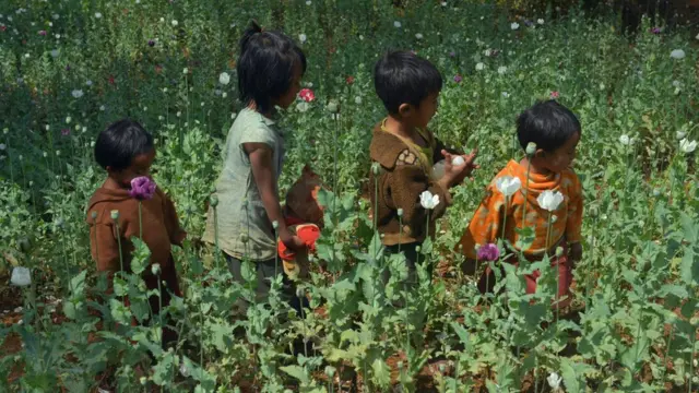 ၂၀၁၆ တုန်းက ရှမ်းပြည်နယ်အတွင်းက ဘိန်းစိုက်ပျိုးရေး တခု