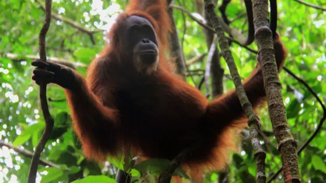 Orangutan