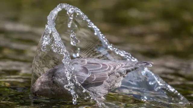 American-Dipper.