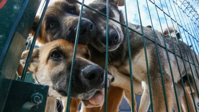 สุนัขที่ศูนย์พักพิง