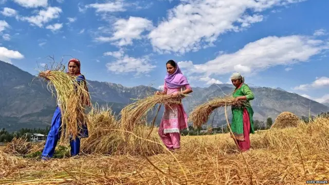 ਕਿਸਾਨ , ਖੇਤੀਬਾੜੀ