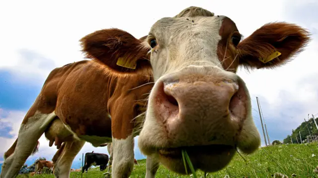 Vaca olhando para a câmera