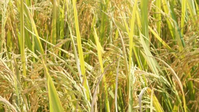 छत्तीसगढ़, किसान, न्यूनतम समर्थन मूल्य