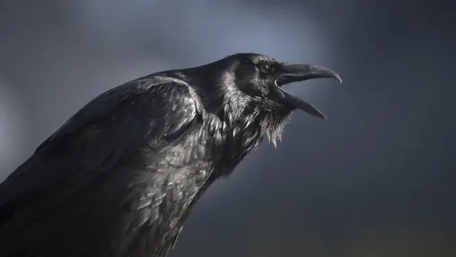 Tukke ha oo la ogaaday inuu wax tirin karo