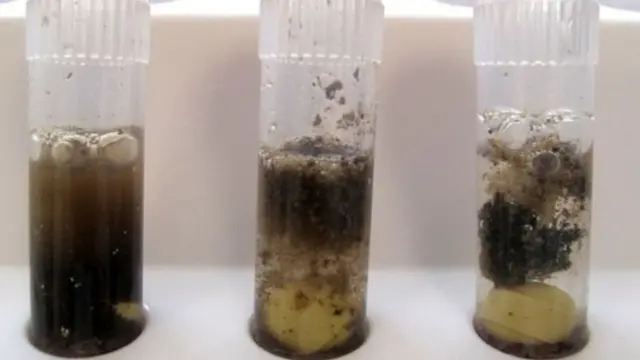 Lemak terlihat pada sampel lambung.