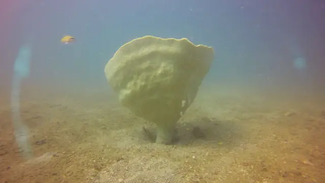 Copa de Neptuno anclada al fondo marino