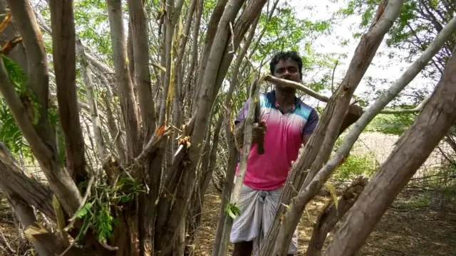 சீமைக் கருவேல மரங்கள் வரமா? சாபமா? உயிராபத்தையும் மீறி நடக்கும் கரிமூட்டம் தொழில்