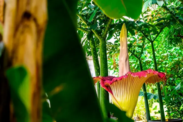 Dünyadaki en büyük çiçek olan titan arum, Belçika'nın Meise kentindeki ulusal botanik bahçesinde. Kötü kokusuyla bilinen bu çiçekler 3 metreye kadar uzayabiliyor. Tek bir çiçeğin açması yıllar sürebiliyor