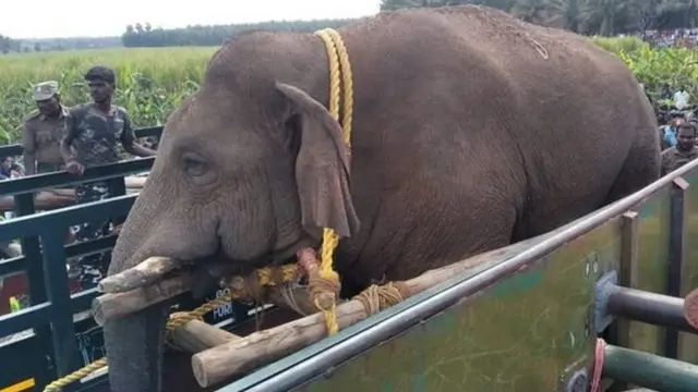 சிக்கியது சின்னத்தம்பி - வரகளியாறு யானைகள் முகாம் செல்கிறது