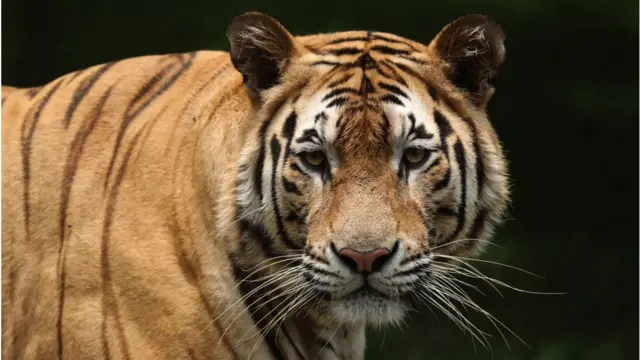 સફારી પાર્કના સ્વરૂપે ત્યાં વાઘોને લાવવાની વિચારણા હાથ ધરવામાં આવી