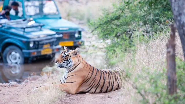 Tigre sentado com carro e pessoas observando atrás