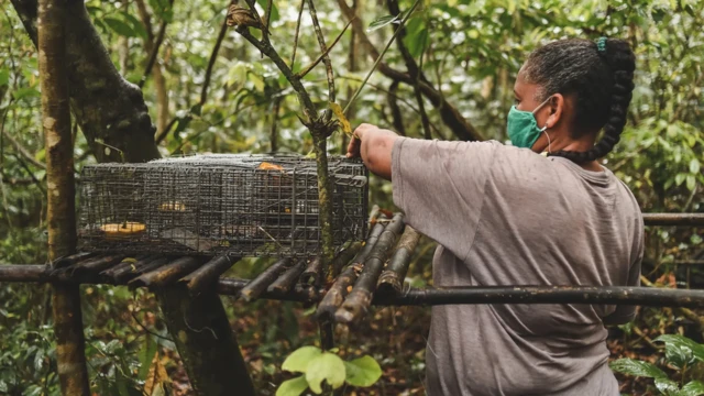 Les scientifiques utilisent des pièges à bananes pour capturer les primates afin de les vacciner contre la fièvre jaune
