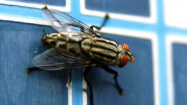 Mosca varejeira