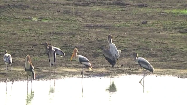 సైబీరియన్ కొంగలు