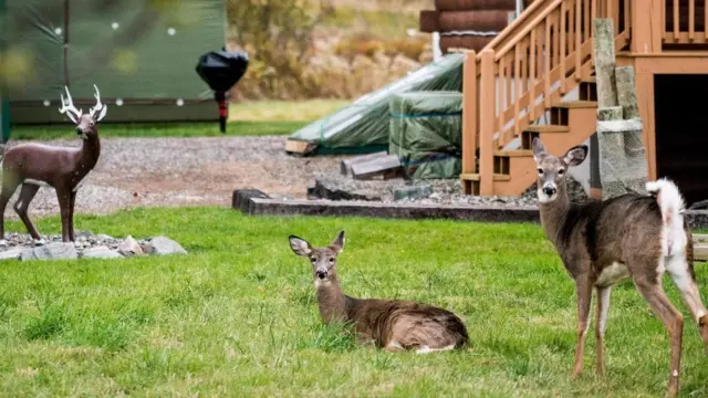 قد تنتشر الغزلان القادرة على التكيف مع تغير بيئتها