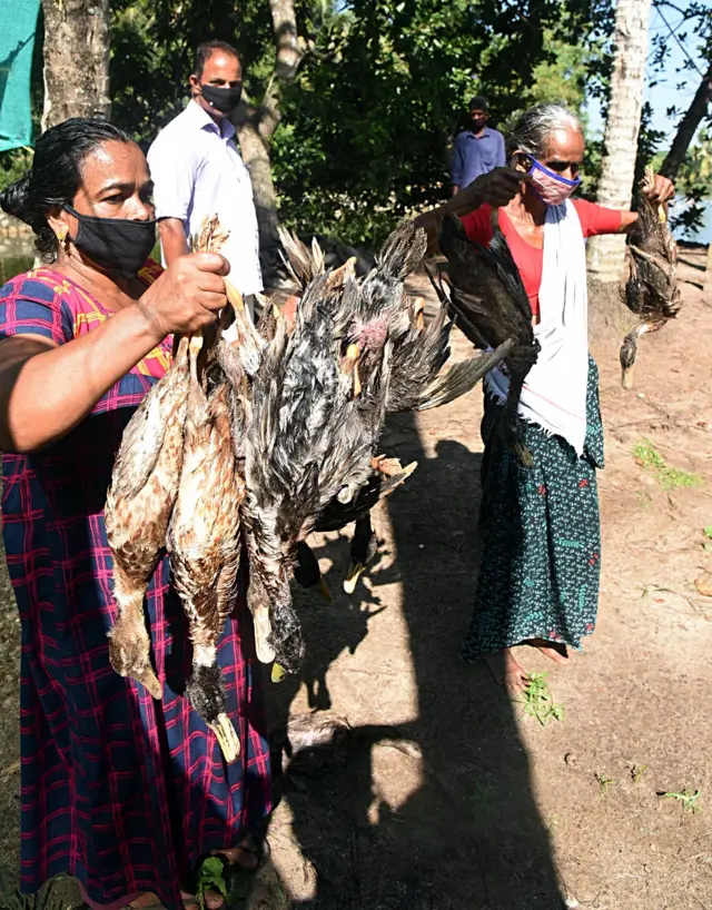 బర్డ్ ఫ్లూ