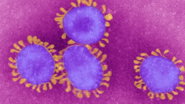 করোনাভাইরাস