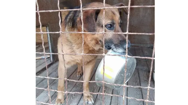 Собака Рекс, яку приспали