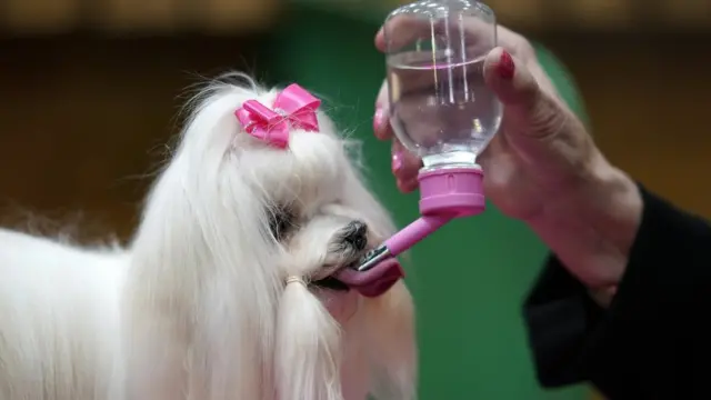 Мальтийская болонка перед выходом на сцену