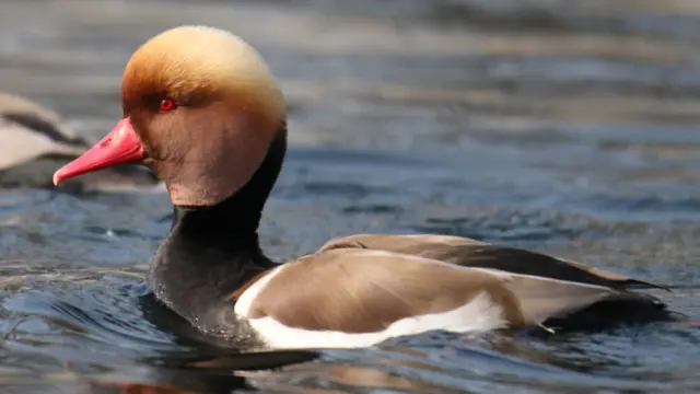 जलपक्षी