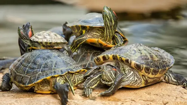 கோதுமை மாவு பாக்கெட்டில் கடத்தப்பட்ட 2,800 ஆமைகள் சிக்கின