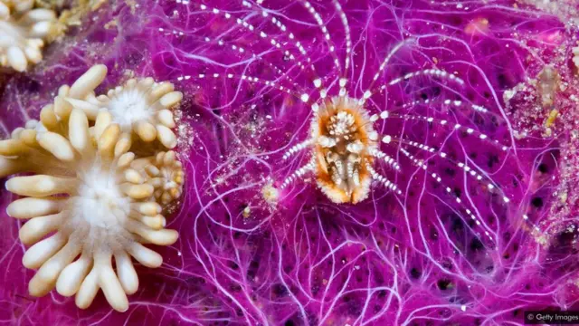 90 ሚኢታዊት ህይወታውያን፡ ብዓይኒ ዝርኣዩ ኣይኮኑን