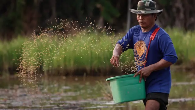 ชาวนาหว่านเมล็ดข้าว