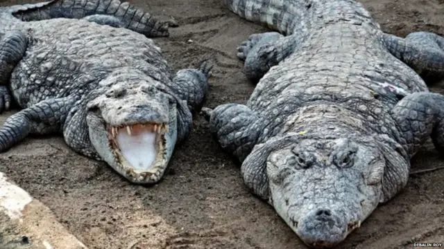Crocodile