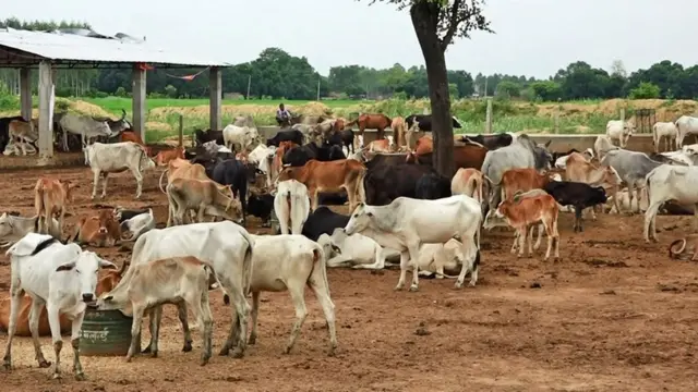 कैलालीमा गाईगोरु