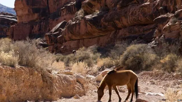 સુપાઈ ગામ