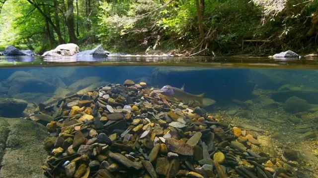 雄性淡氏鲈鱼筑的爱巢