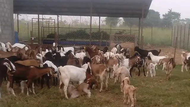 बोएर बाख्रा