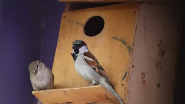 உலக சிட்டுக் குருவிகள் தினம் 2022