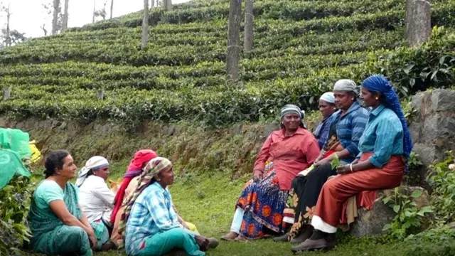 தேயிலை தோட்டத்தில் ஒரு பாட்டுக் குயில்