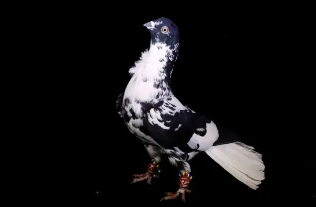 A pigeon, known as Kara Alaca Kirk Telli, with an approximate market value of 500 Turkish Lira