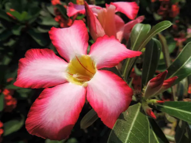 சுந்தர்ராஜன், நெய்வேலி