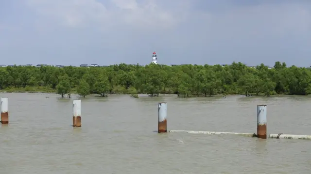 শোর প্রোটেকশন