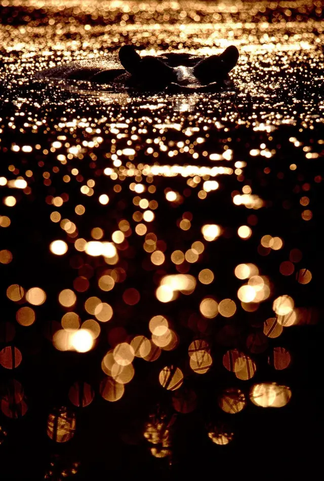 ظلال حيوانات أفريقيا