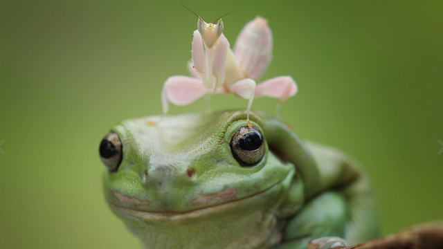 Wildlife photograph of a frog by Muhammad Roem