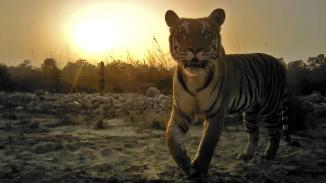 ใครจะไปคิดว่า เสือในเนปาลเคยเกือบสูญพันธุ์ แต่วันนี้ กลับอยู่เต็มผืนป่า