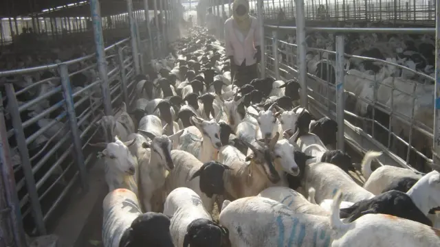 Maxjarka xoolaha ee dekedda Berbera