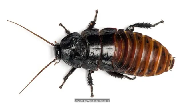 Gromphadorina portentosa