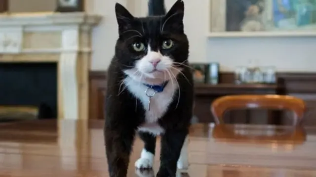 Палмерстон - головний мишолов офісу міністра фінансів