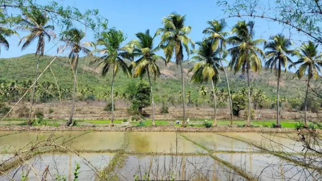 كان نوم القيلولة في فترة ما بعد الظهر أمرا ضروريا في غوا، التي اتسم مجتمعها تقليديا بأنه مجتمع زراعي يستيقظ أبناؤه مبكرا