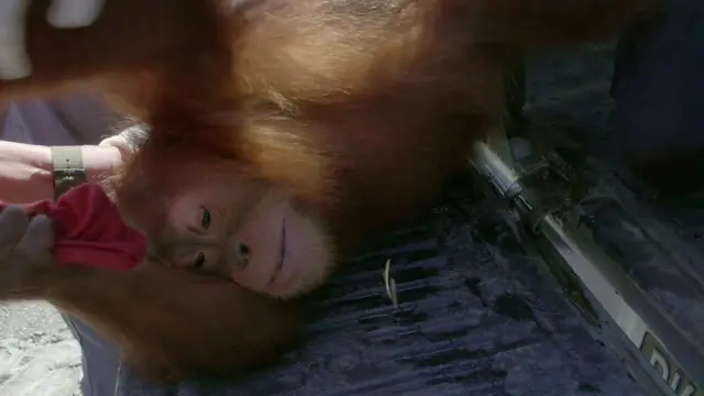 ลูกอุรังอุตังถูกจับตัวเข้ากรง