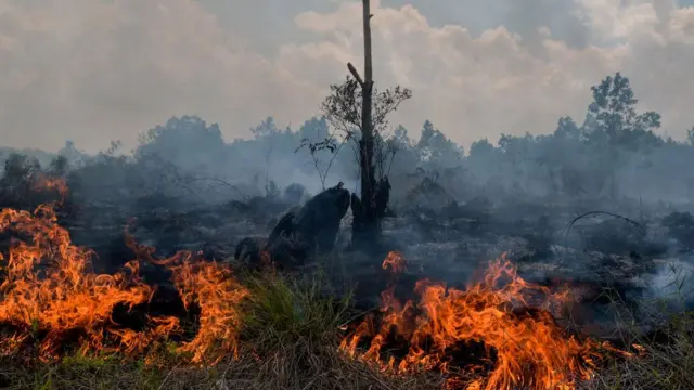 Плантації олійної пальми